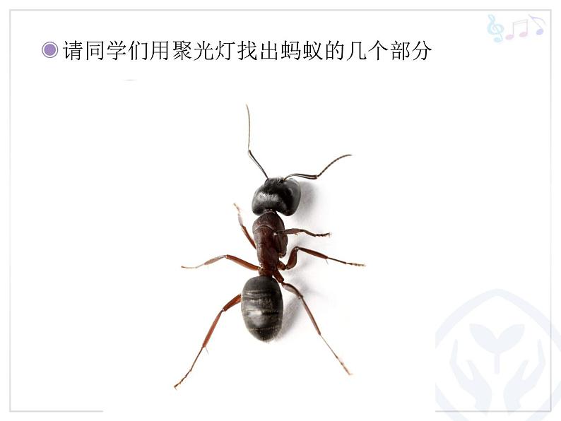 一年级下册音乐课件 - 第一单元《唱歌 小蚂蚁》人教版 20张07