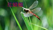 五年级下册红蜻蜓背景图ppt课件