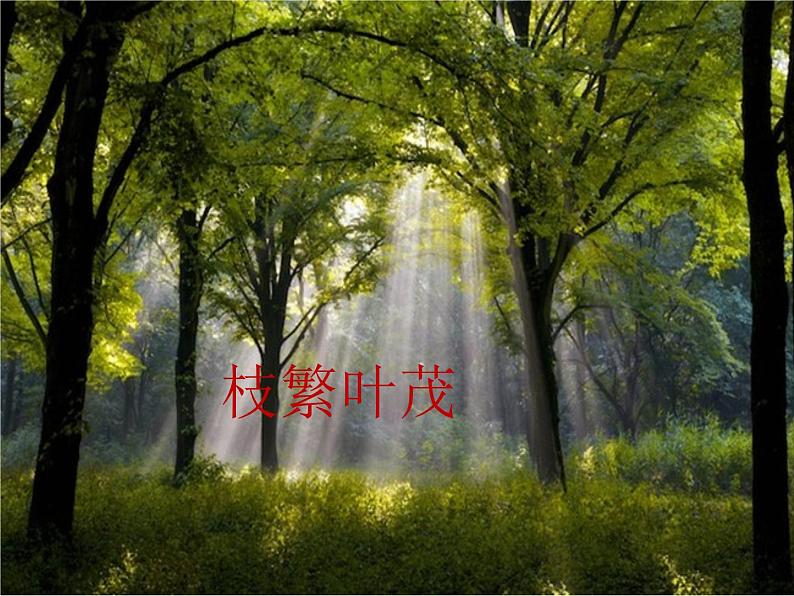 四年级音乐下册课件 5.1 森林狂想曲 人音版 47张02