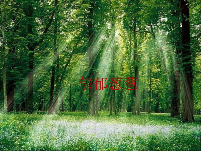 四年级音乐下册课件 5.1 森林狂想曲 人音版 47张05