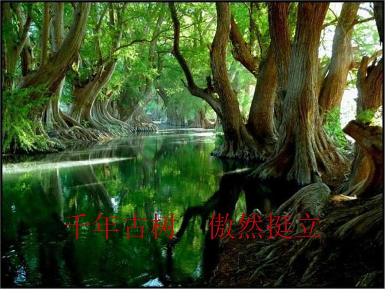 四年级音乐下册课件 5.1 森林狂想曲 人音版 47张07