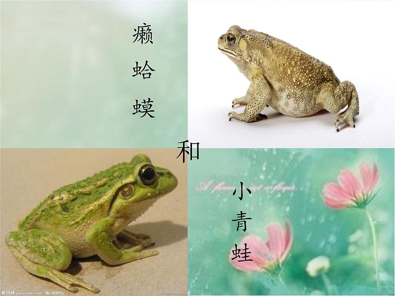 四年级音乐下册课件 3.4 癞蛤蟆和小青蛙_ 人音版 10张第2页