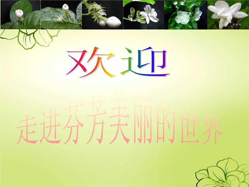 茉莉花2第1页