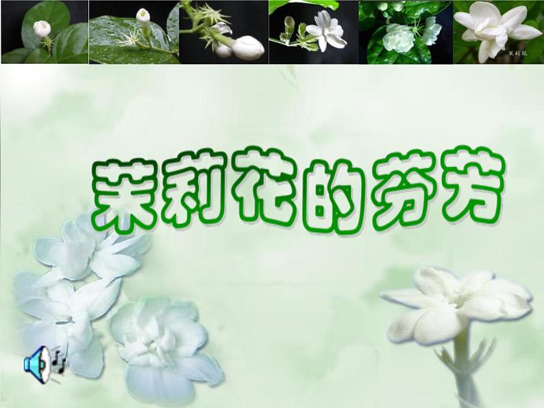 茉莉花2第2页