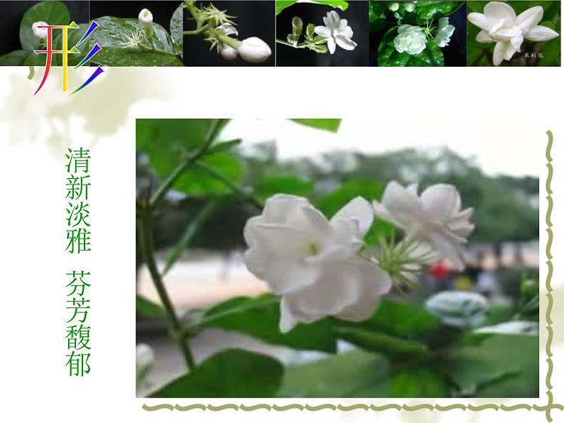 茉莉花2第3页