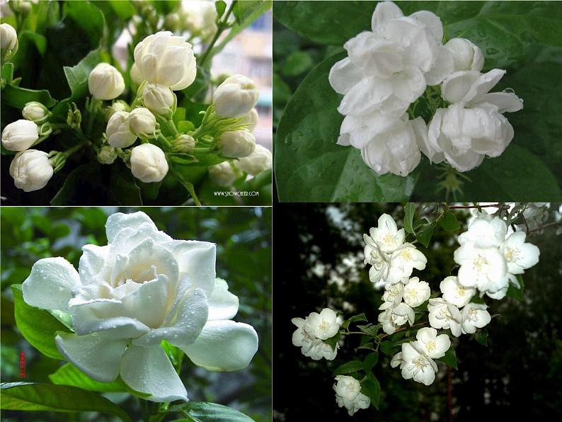 茉莉花2第8页