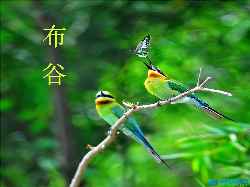 一年級(jí)下冊(cè)音樂(lè)課件第1課布谷--人音版-(共13張PPT)第3頁(yè)