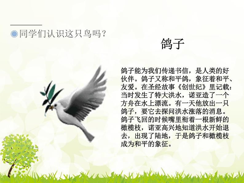 三年级上册音乐课件-第六单元-白鸽-|人教新课标(2014秋)-(共12张PPT)03