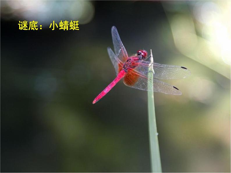 一年级上册音乐课件-第4单元《小蜻蜓》|人教新课标(2014秋)--(共9张PPT)05