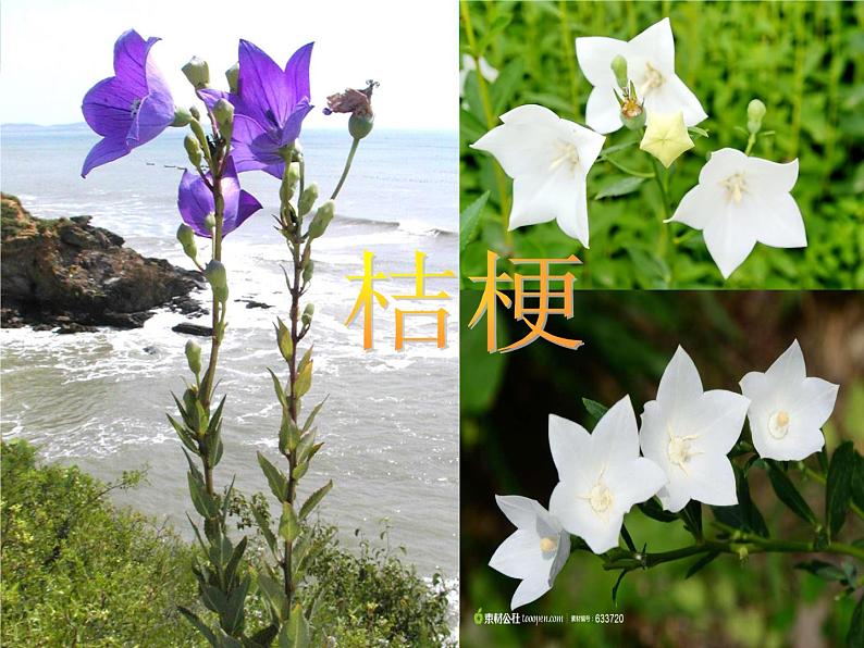 第十五周《桔梗谣》课件07