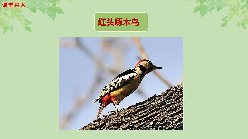 【核心素養(yǎng)目標(biāo)】人音版音樂(lè)五下1.3 小鳥(niǎo)小鳥(niǎo) 課件第7頁(yè)