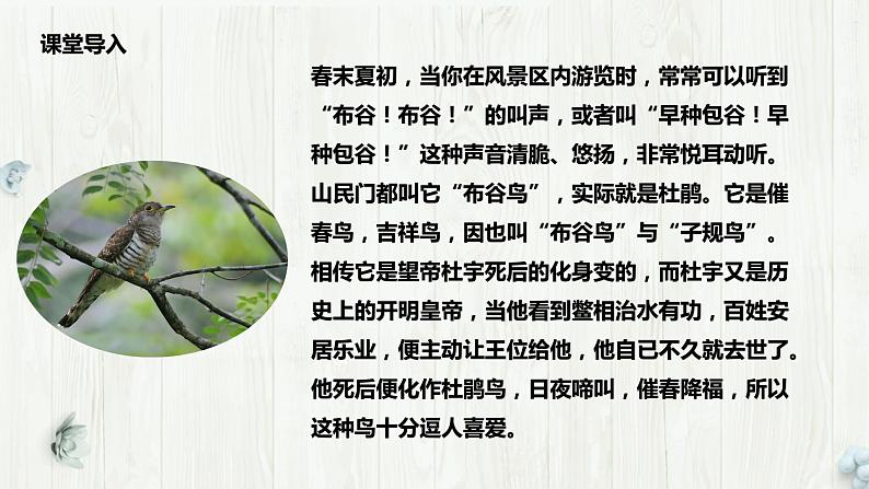 【核心素养目标】人音版(2012)音乐三下3.3 顽皮的杜鹃 课件+教学设计+素材05