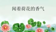 小学音乐闻着荷花的香气 （童声齐唱）夏之夜（片段）（民乐合奏）授课课件ppt
