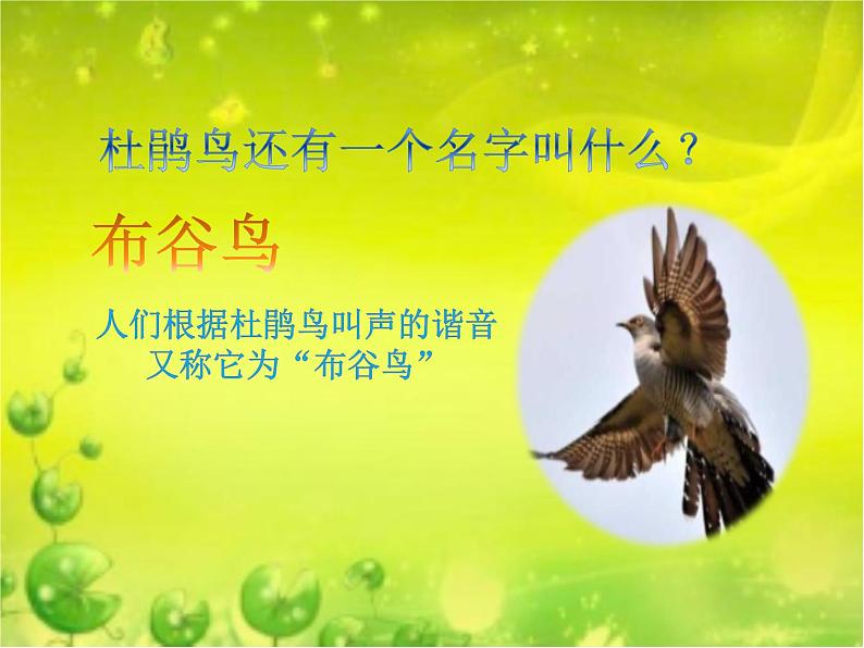 《布谷》课件第5页
