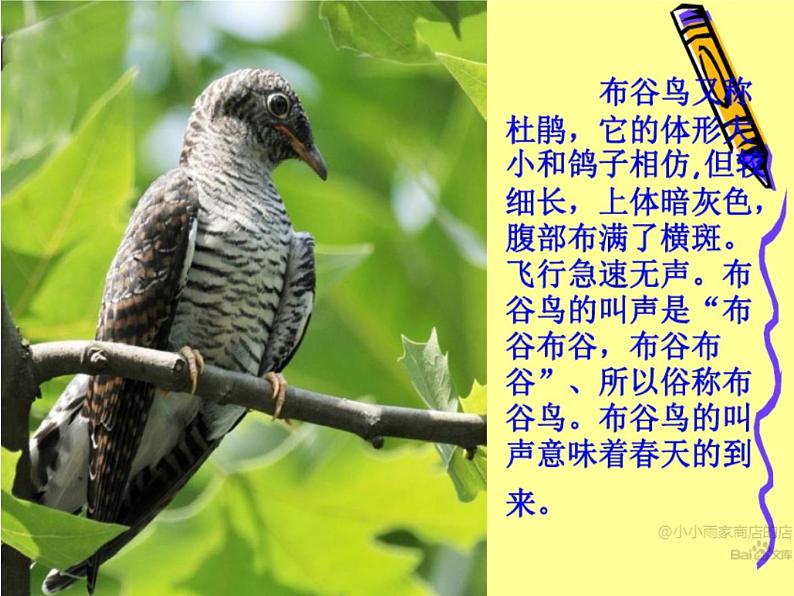 《布谷》课件第6页