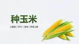 【核心素养目标】人教版（2012）音乐二年级上3.4 种玉米 课件+教学设计+素材