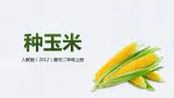 【核心素养目标】人教版（2012）音乐二年级上3.4 种玉米 课件+教学设计+素材