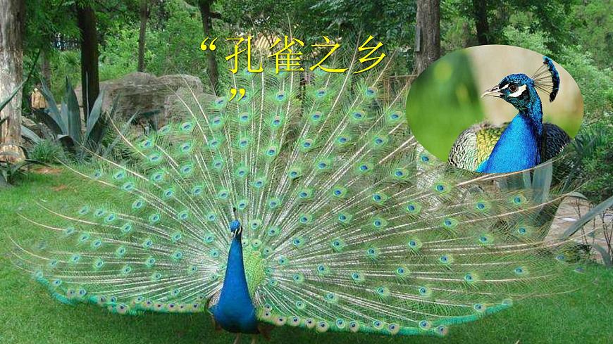 金孔雀輕輕跳課件PPT第4頁(yè)