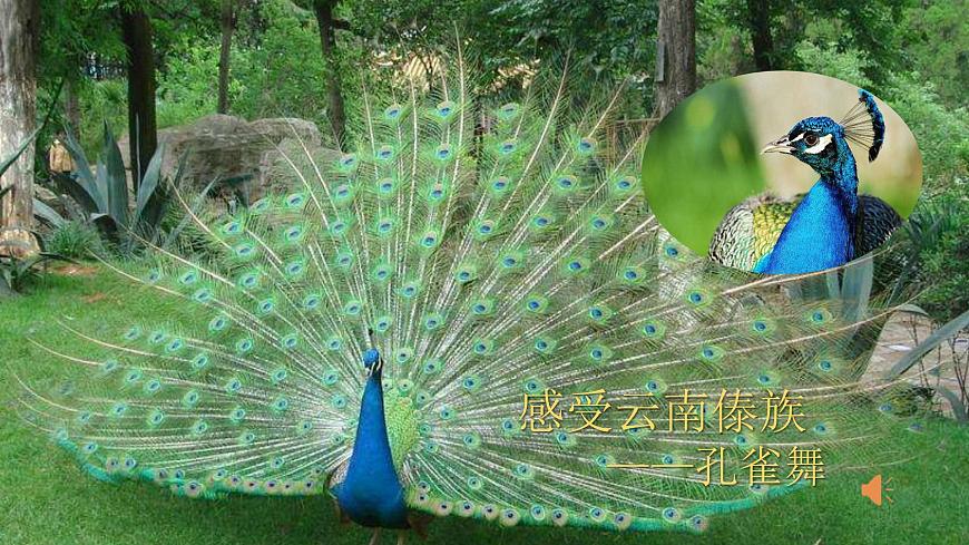 金孔雀輕輕跳課件PPT第7頁(yè)