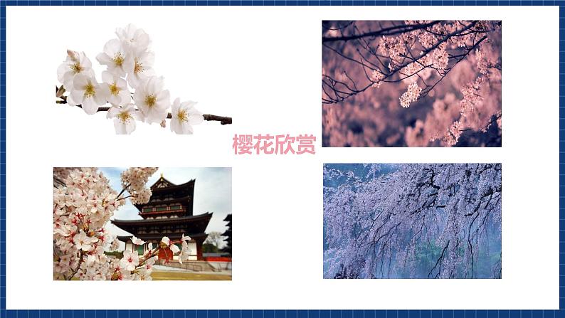 人音版音乐三年级上册 6《樱花》(五线谱)课件(无音频)05