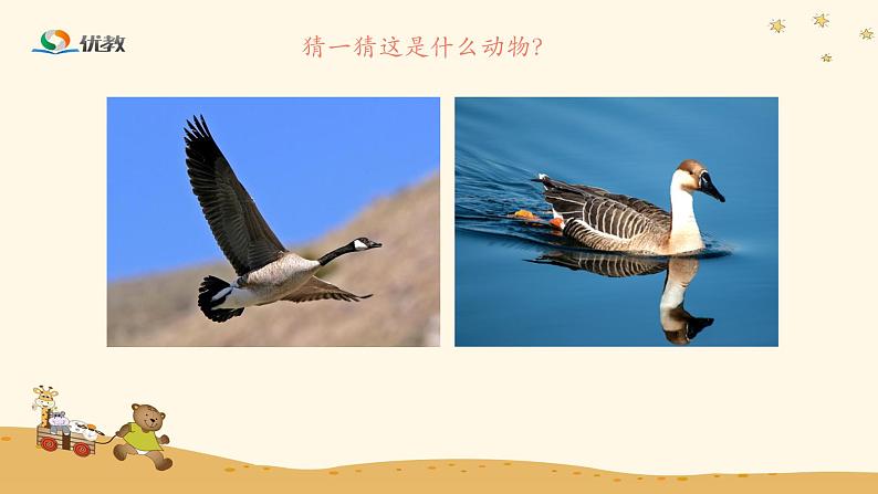 (简)《雁群飞》优教课件01
