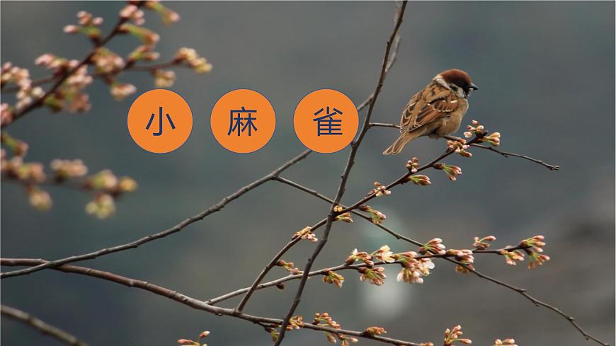 人音版小學(xué)二年級(jí)音樂上冊(cè)第一課（課件）小麻雀第3頁(yè)