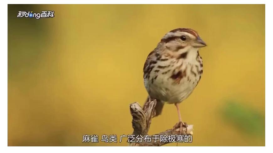 人音版小學(xué)二年級(jí)音樂上冊(cè)第一課（課件）小麻雀第4頁(yè)