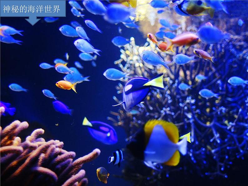 苏少版音乐(简谱)二年级上册 第六单元 水族馆 都睡着了_课件第3页