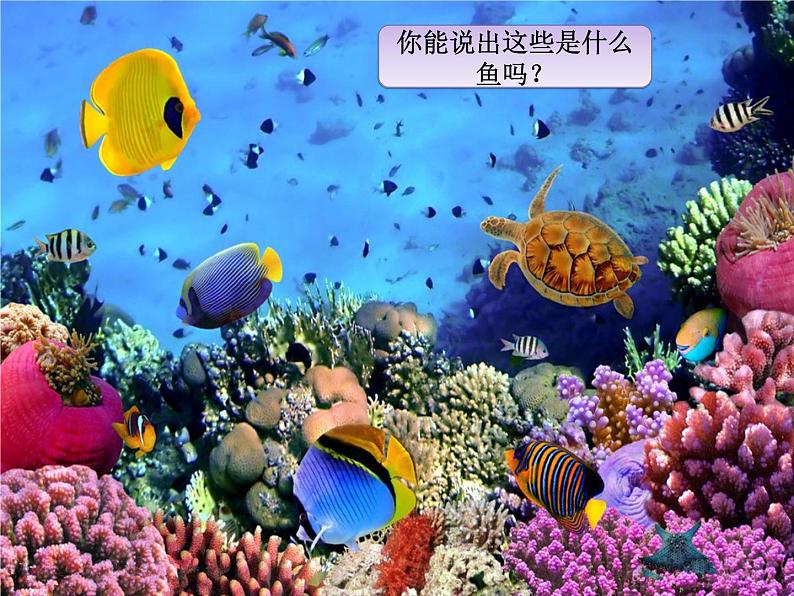苏少版音乐(简谱)二年级上册 第六单元 水族馆 都睡着了_课件第5页
