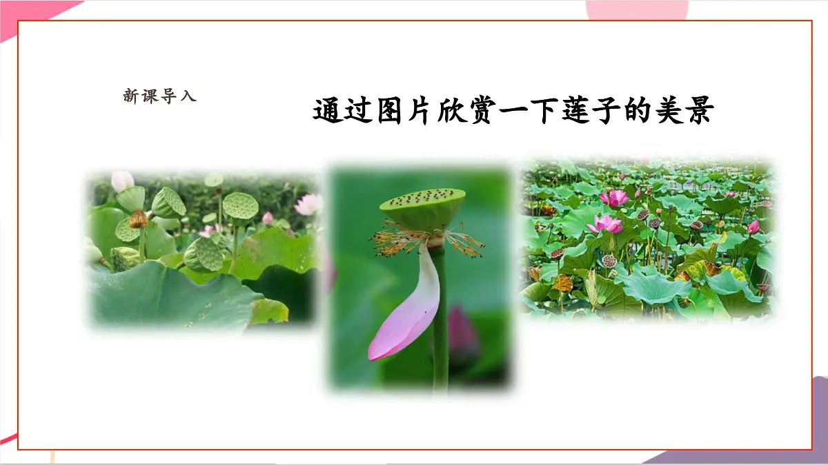 【新课标】花城版音乐五年级上册-《采莲谣》课件第5页