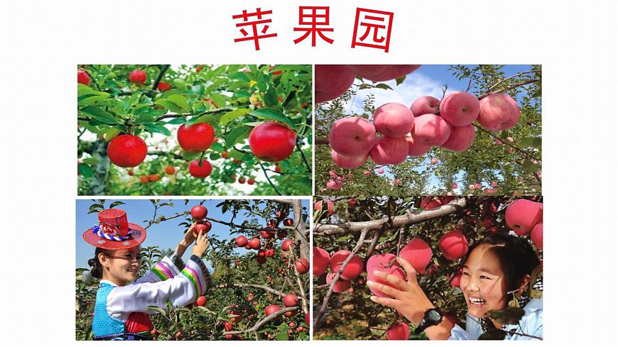 人音版小學音樂 五上第3課《蘋果豐收》課件第2頁