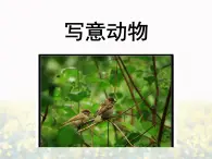 桂美版五年级上册美术《写意动物》课件+教案+素材