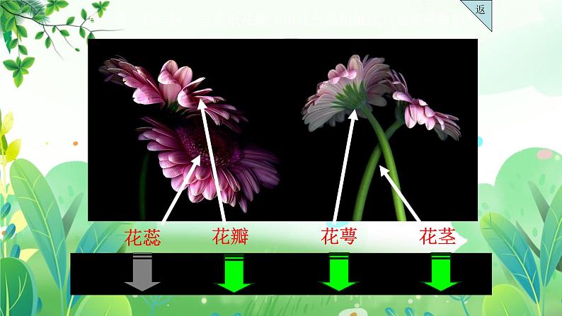 三年上册美术 第五课 瓶花 辽海版课件PPT08