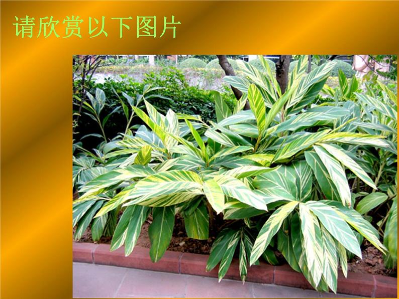 第十四课《奇特的热带植物》课件第2页