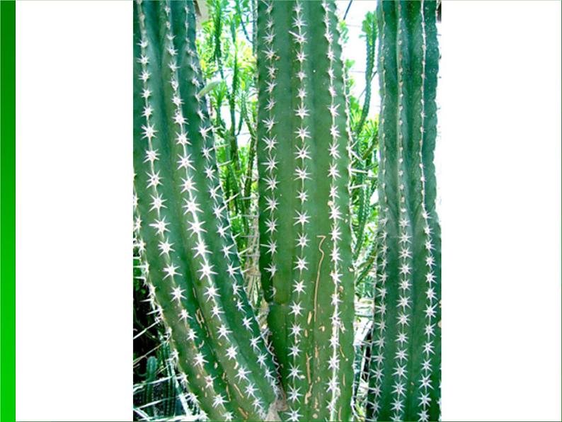第十四课《奇特的热带植物》课件第3页