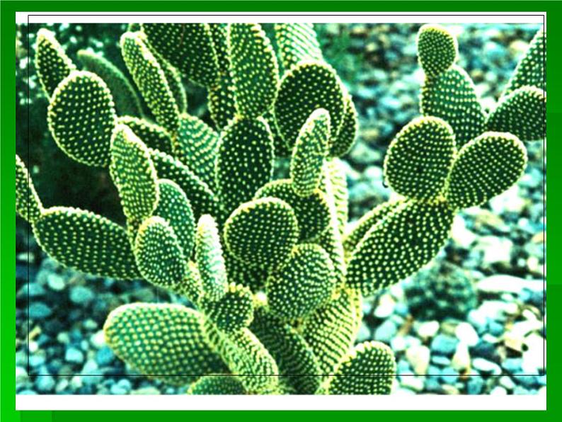 第十四课《奇特的热带植物》课件第4页