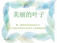 《美丽的叶子》课件