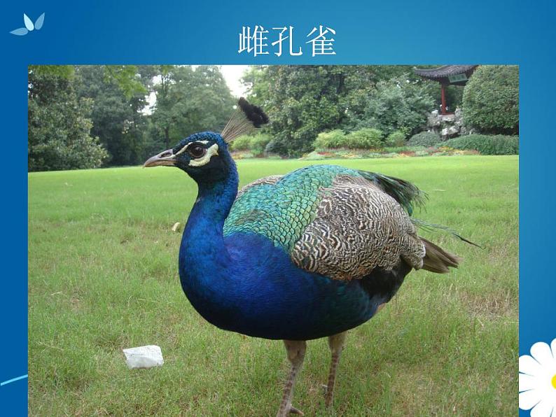 人教版二年级美术下册《7.美丽孔雀》课件06