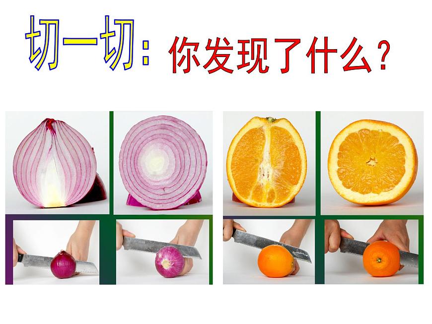 第3課 蔬果的剖面(4)(課件)美術(shù)四年級上冊-人教版第4頁