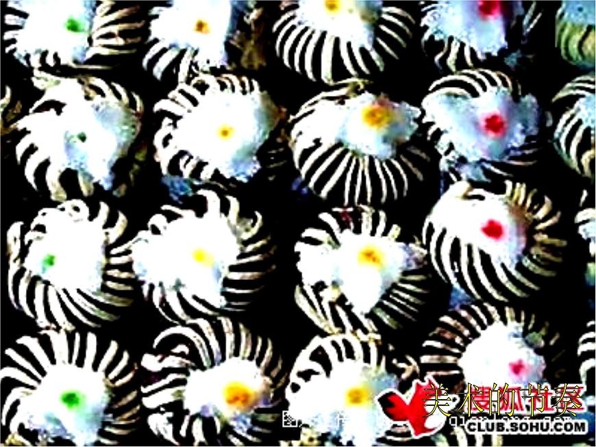 第5課 節(jié)奏的美感(5)(課件)美術(shù)四年級(jí)上冊(cè)-人教版第3頁(yè)