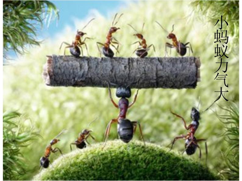 湘美版一年级美术上册 19.蚂蚁搬家课件PPT02