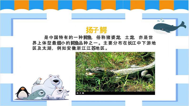 人教版美术三年级下册 保护珍稀野生动物 课件PPT+教案05