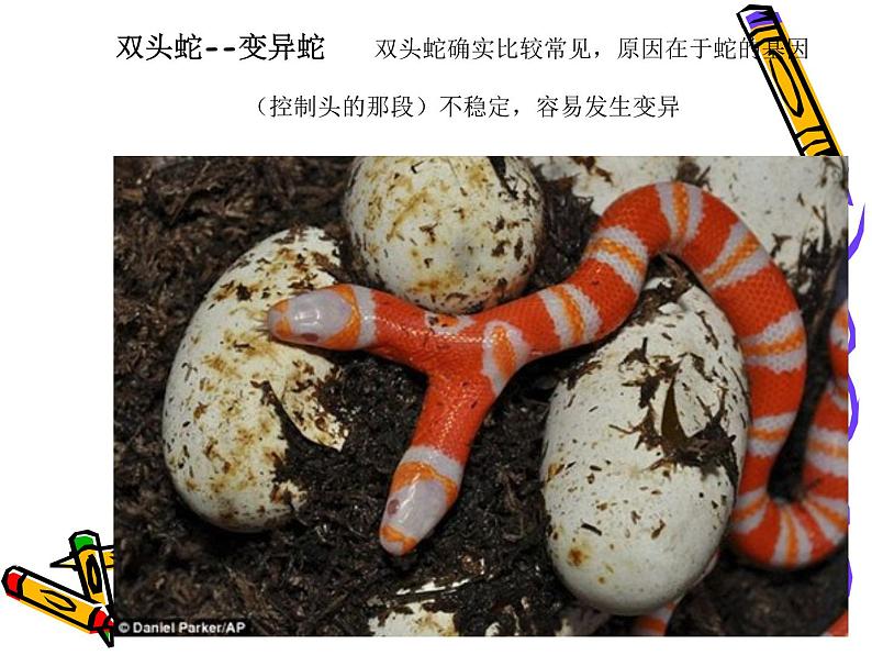 小学二年级上册美术课件-2.6可爱的玩具蛇-岭南版(25张)ppt课件第4页