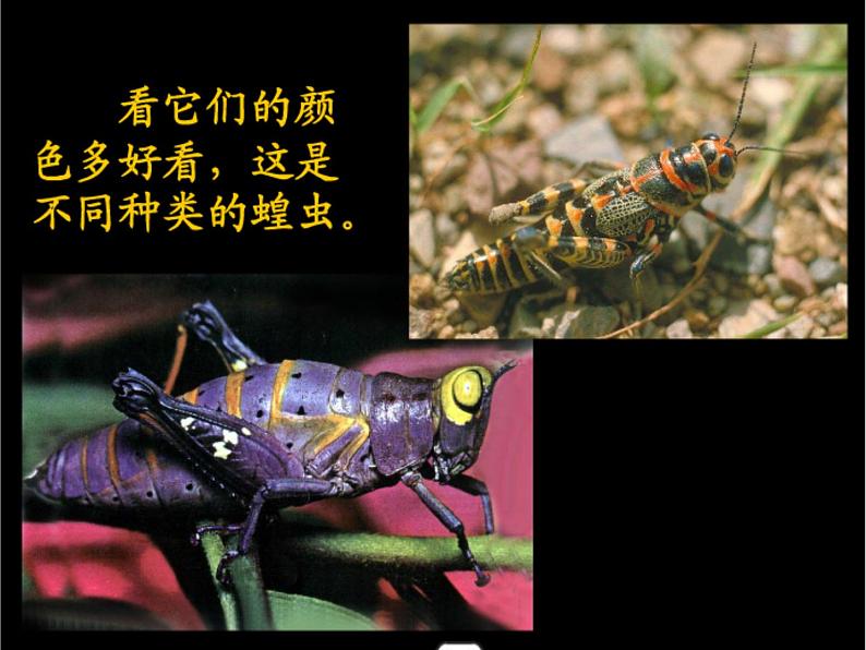 小学二年级上册美术课件-2.5巧救小昆虫-岭南版(16张)ppt课件第6页