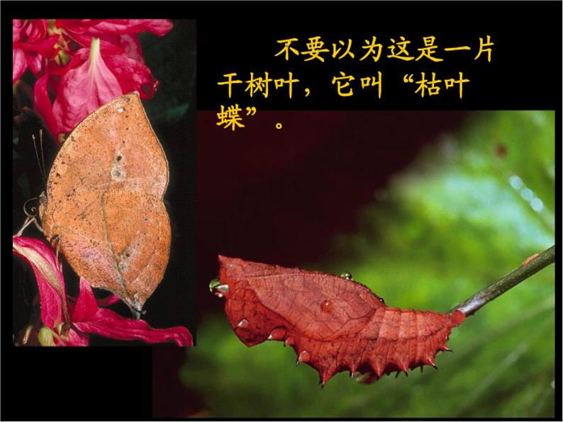 小学二年级上册美术课件-2.5巧救小昆虫-岭南版(16张)ppt课件第8页