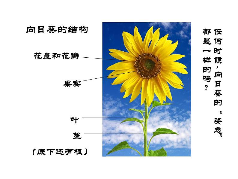 小学二年级下册美术课件-2.5美丽的花园-岭南版(22张)ppt课件第5页