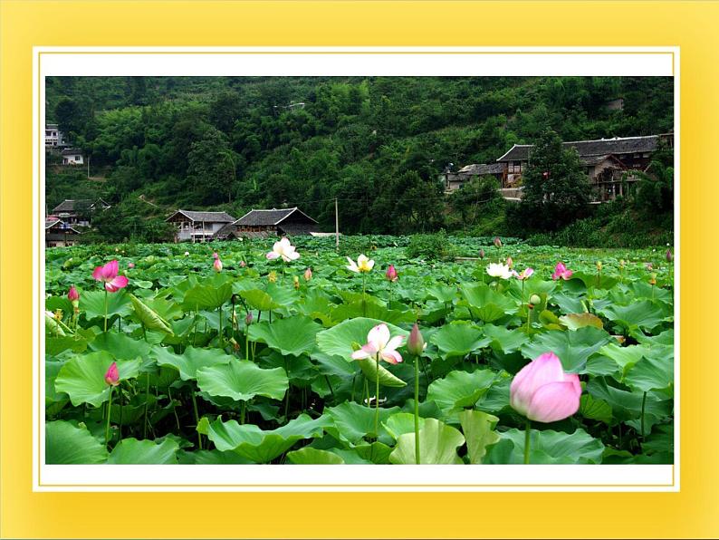 赣美版五年级美术下册13.《色彩的和谐与对比》课件07