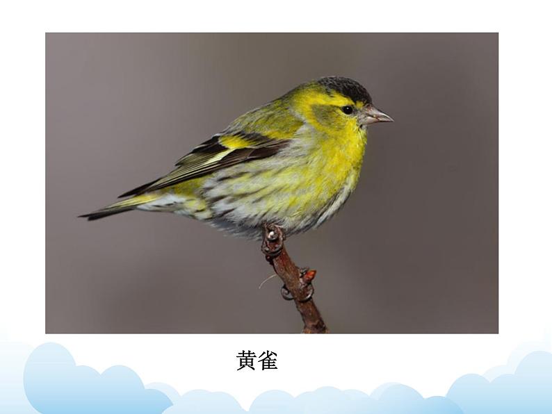 苏少版四年级下册美术 7 我是一只小小鸟 课件+教案03