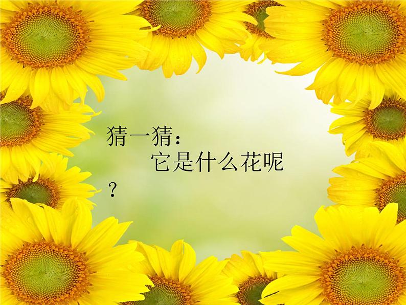小学二年级下册美术课件-第15课向日葵-浙美版(30张)ppt课件07