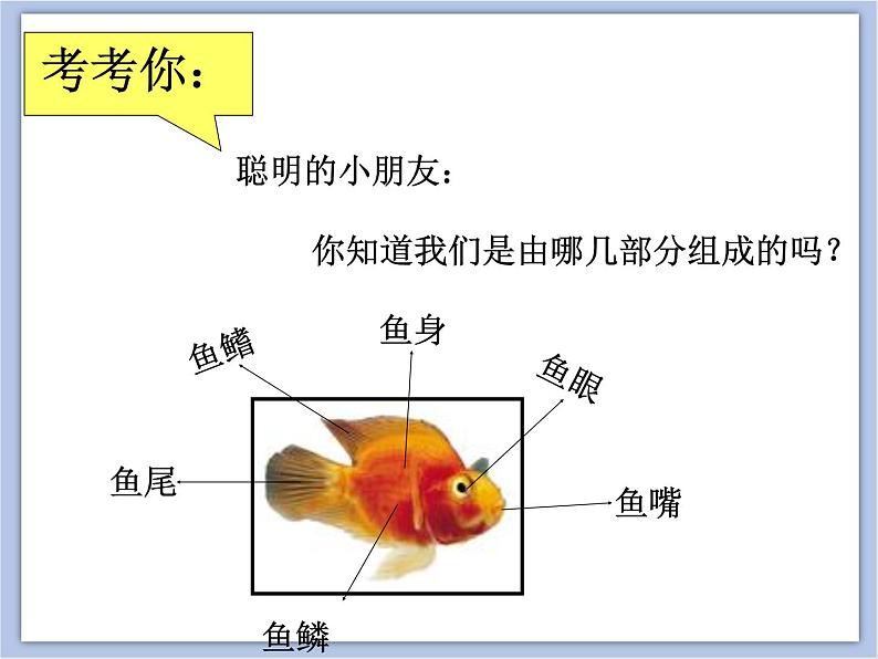 《大鱼和小鱼》课件第3页